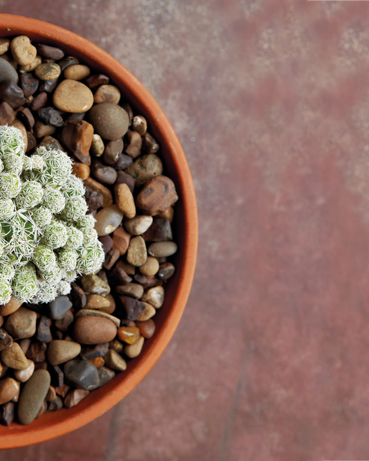 6 things to keep in mind when growing succulents and cacti