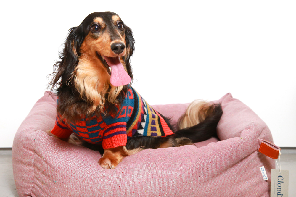 Posh Pup: The Chicest Pieces for Your Dog's Wardrobe