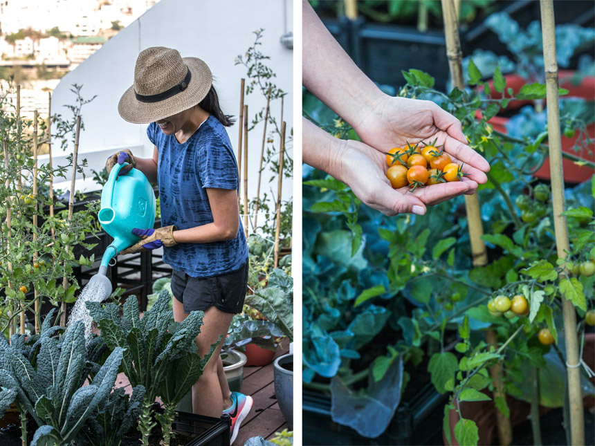 The expert’s guide to urban and rooftop farming