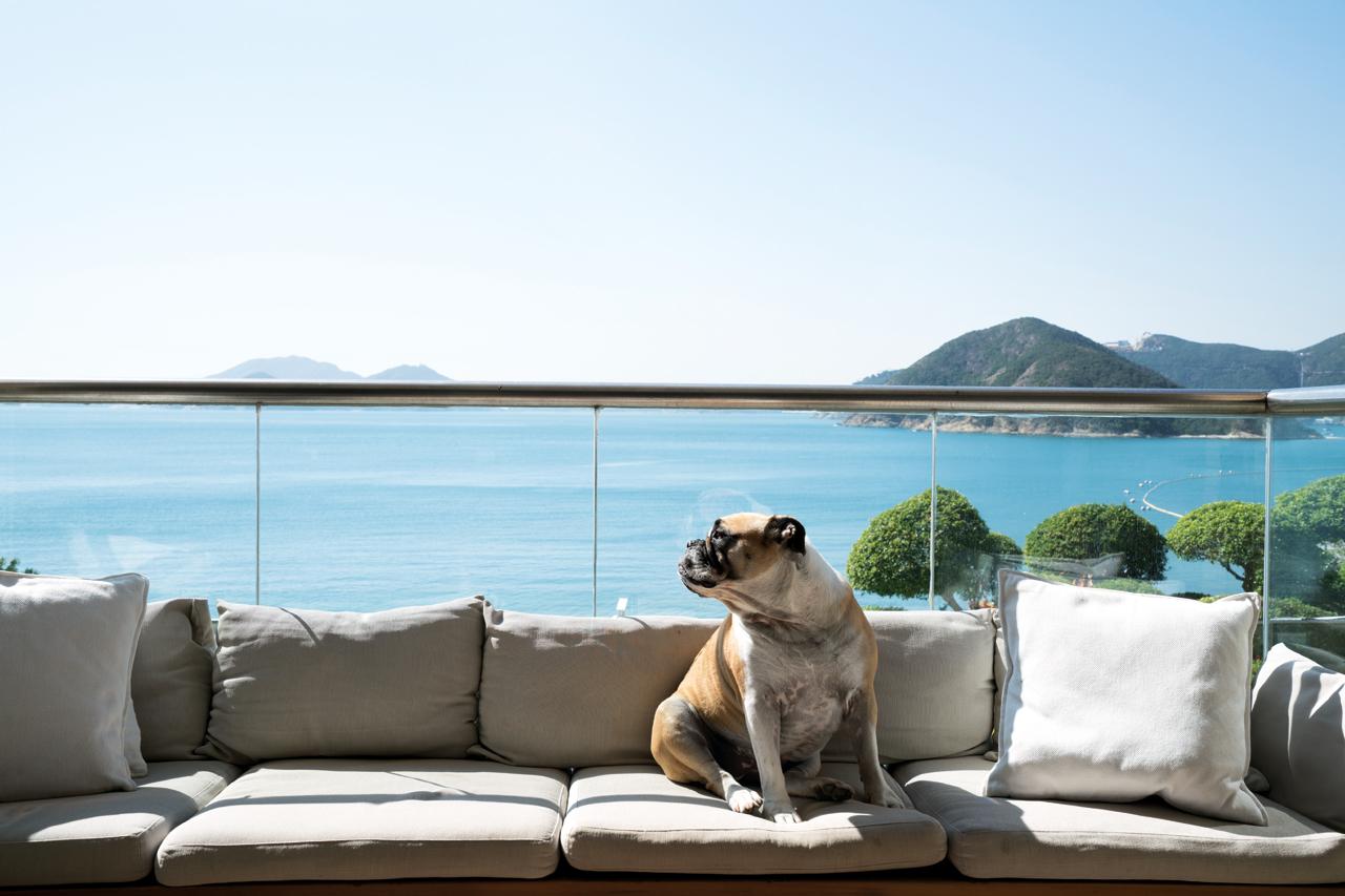 The family dog, Betty, on the balcony