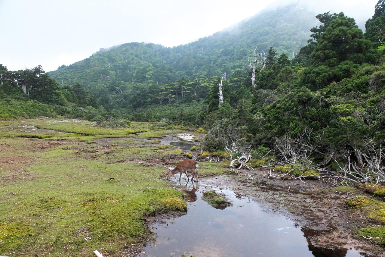 On Yakushima, wild deer and monkeys can easily be spotted along the enchanting moss-covered trail.