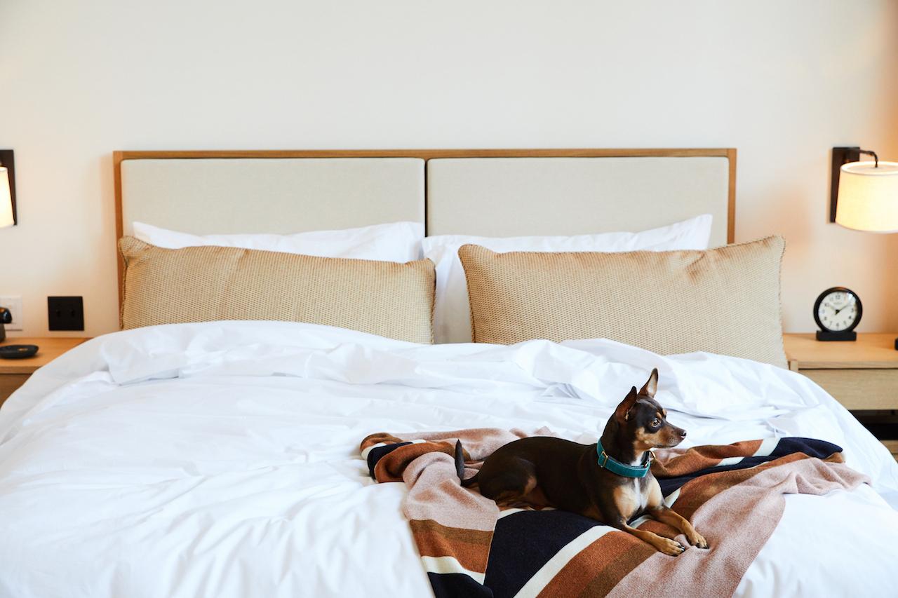 Also important: Shinola Hotel is a pet-friendly establishment