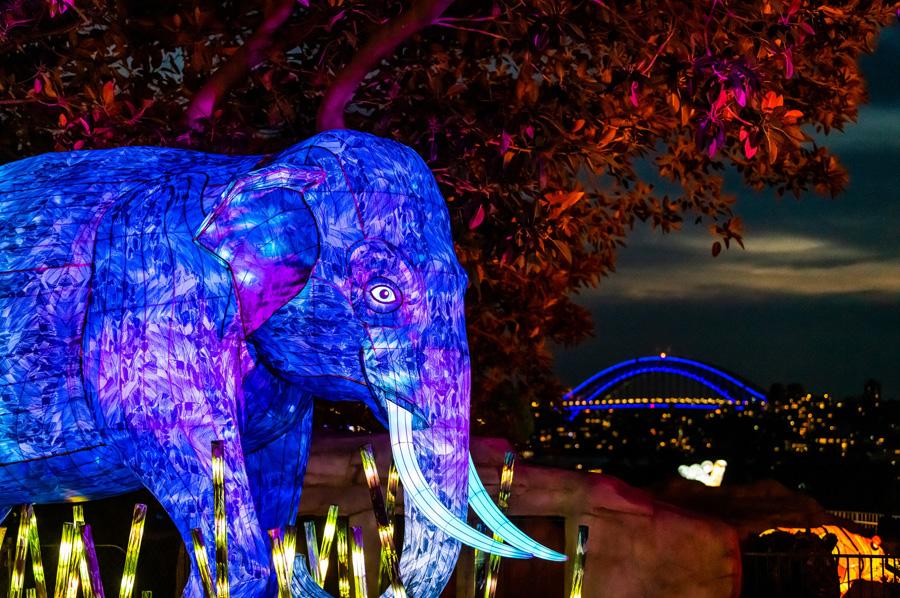 An Asian elephant light installation set against a beautiful backdrop of the Sydney Harbour Bridge
