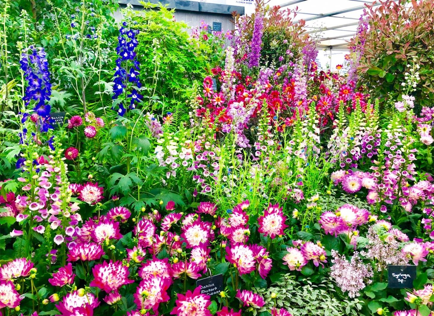 Full blooms at the Chelsea Flower Show