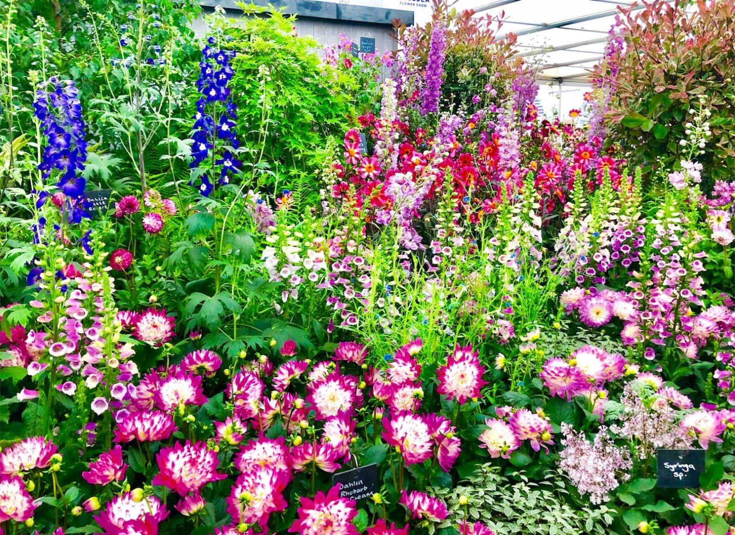 Exclusive: 5 Highlights From Inside the RHS Chelsea Flower Show 2019 ...