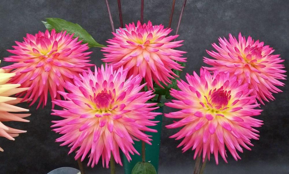 The striking Dahlia flower