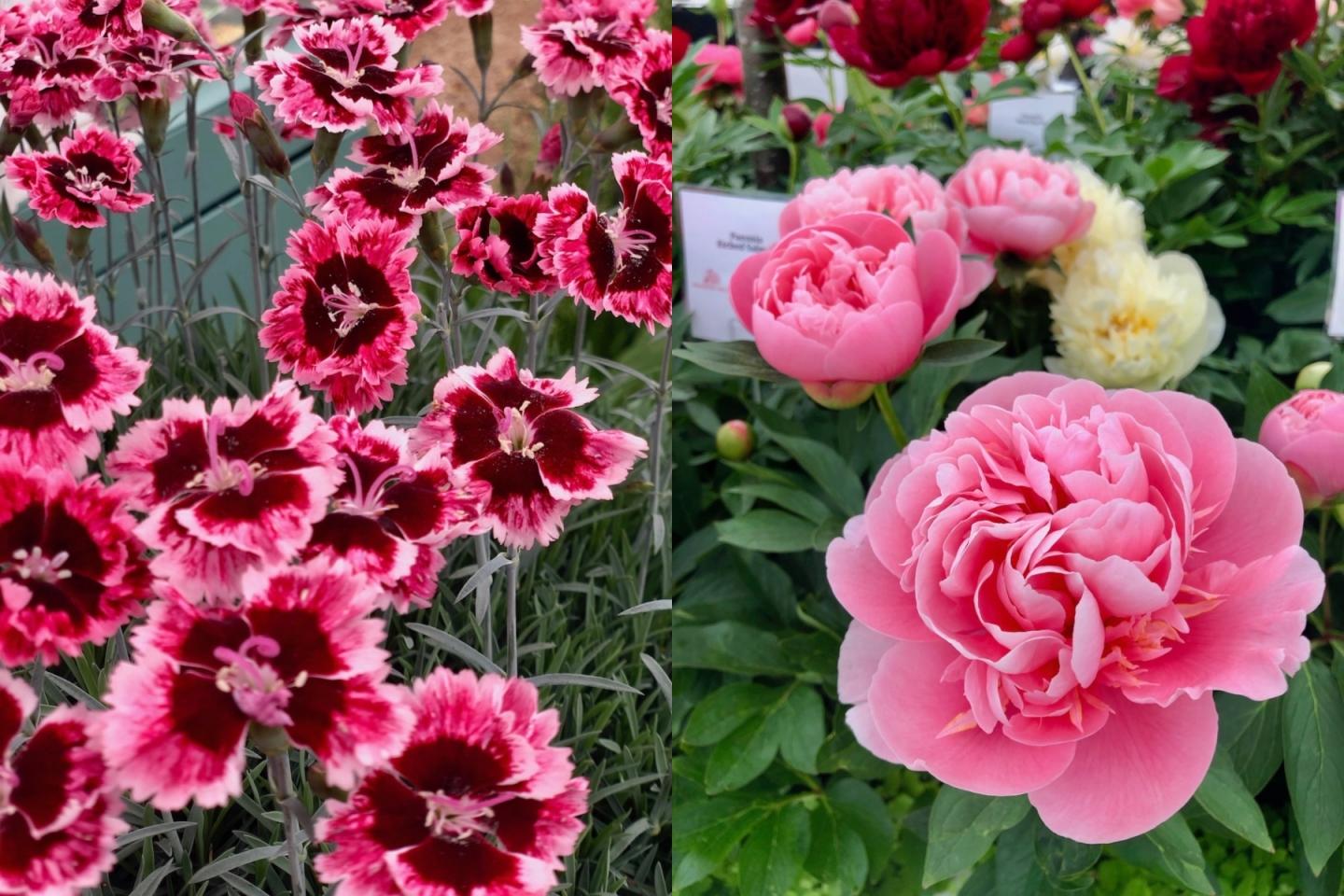 Wild flowers including stunning peony roses