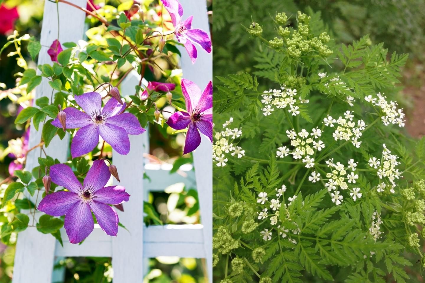 Left: The Clematis Meghan, named after the Duchess of Sussex, unveiled this year; right: wild flowers