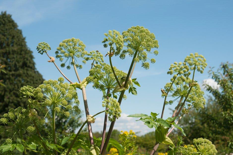 Angelica archangelica with its beautiful, architectural green