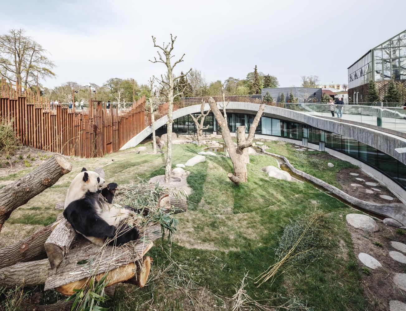 大熊貓在丹麥的理想家園！模仿自然棲息地的哥本哈根動物園設計