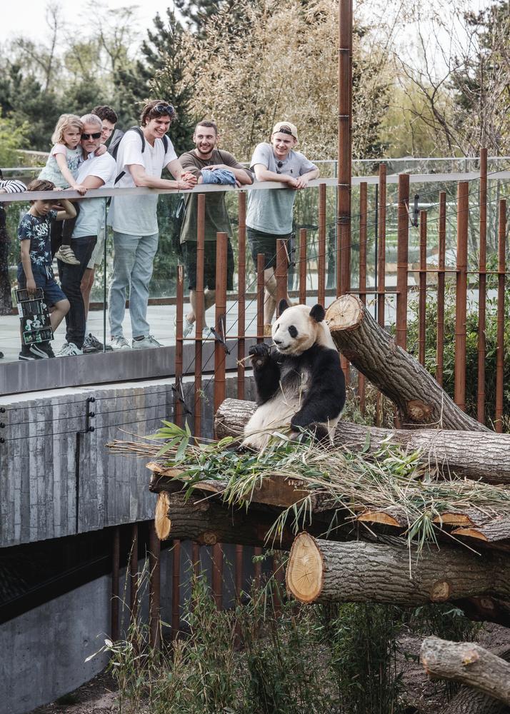 大熊貓在丹麥的理想家園！模仿自然棲息地的哥本哈根動物園設計
