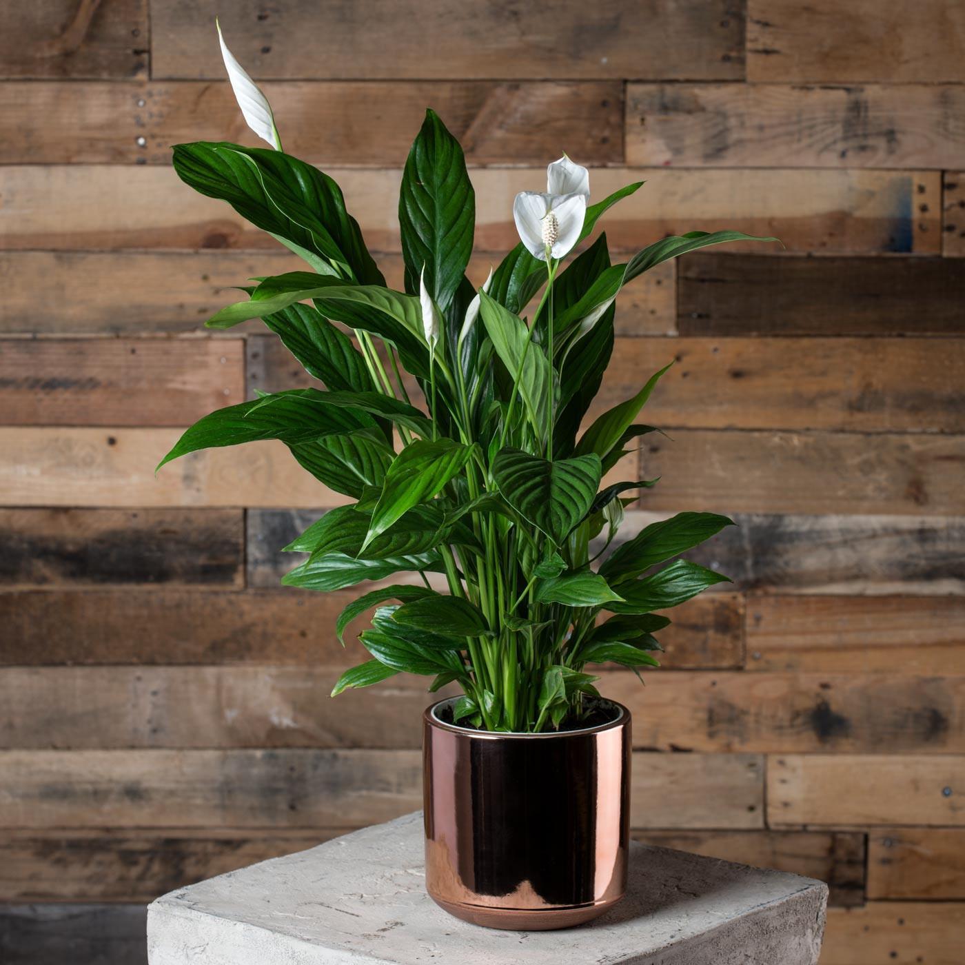 Pretty Fresh: The 5 Best Indoor Plants to Naturally Detoxify Your Home