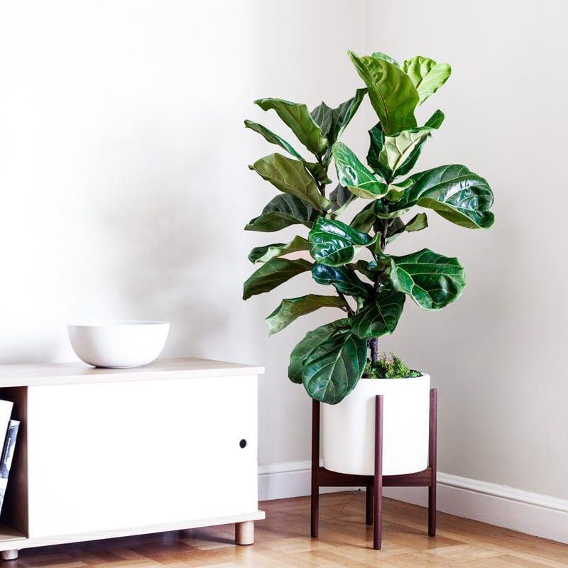 Pretty Fresh: The 5 Best Indoor Plants to Naturally Detoxify Your Home