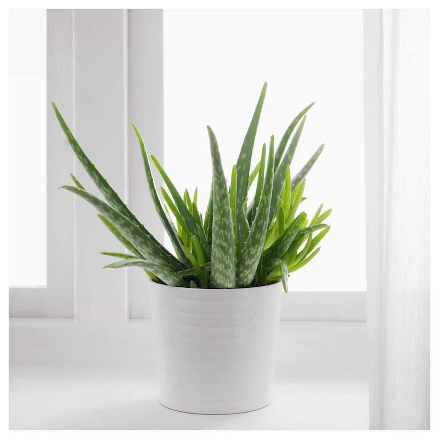 Pretty Fresh: The 5 Best Indoor Plants to Naturally Detoxify Your Home