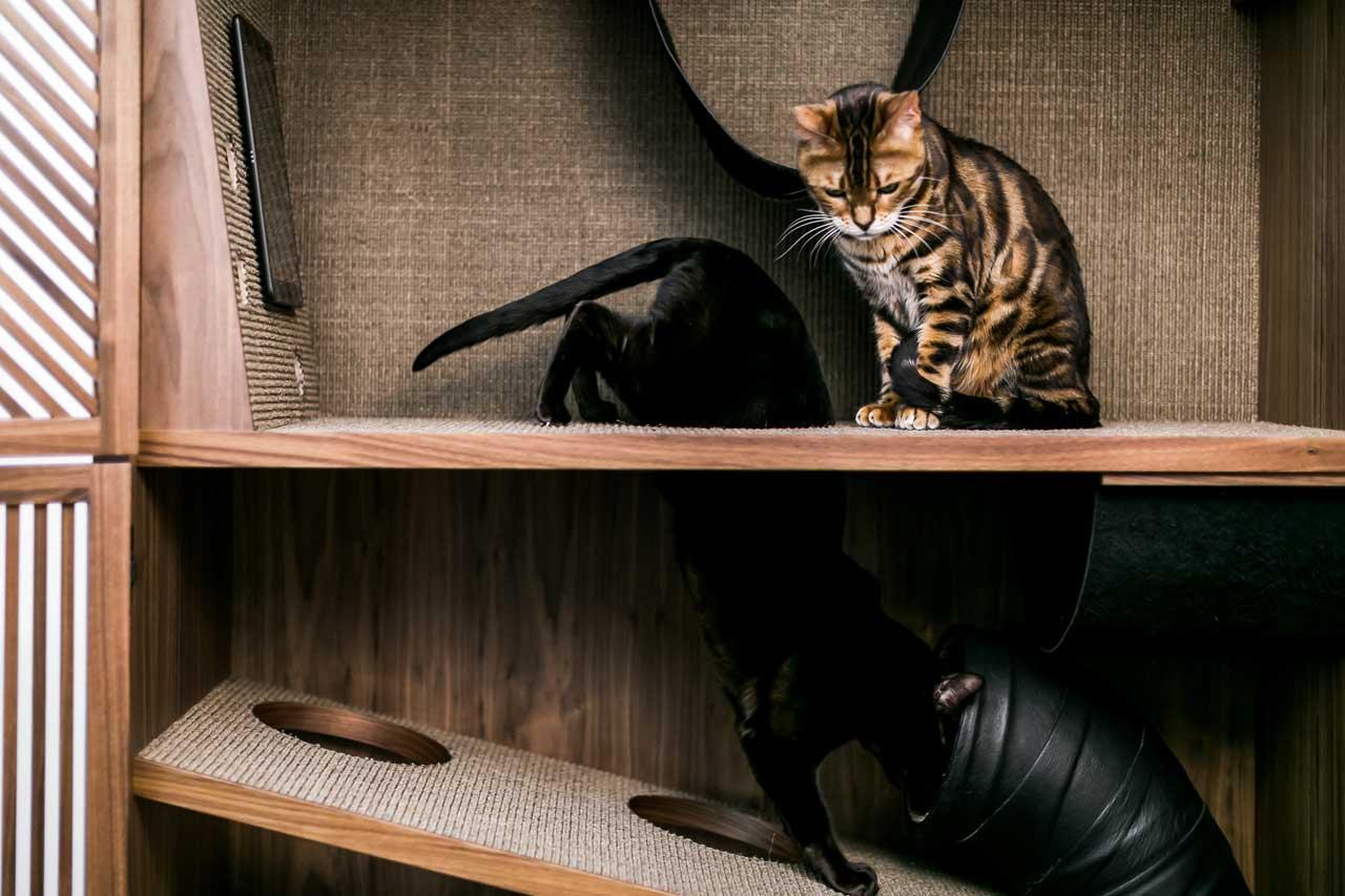 貓奴必備的瑞典新設計！專屬愛貓時尚貓窩 滿足喵主子日常居住玩樂