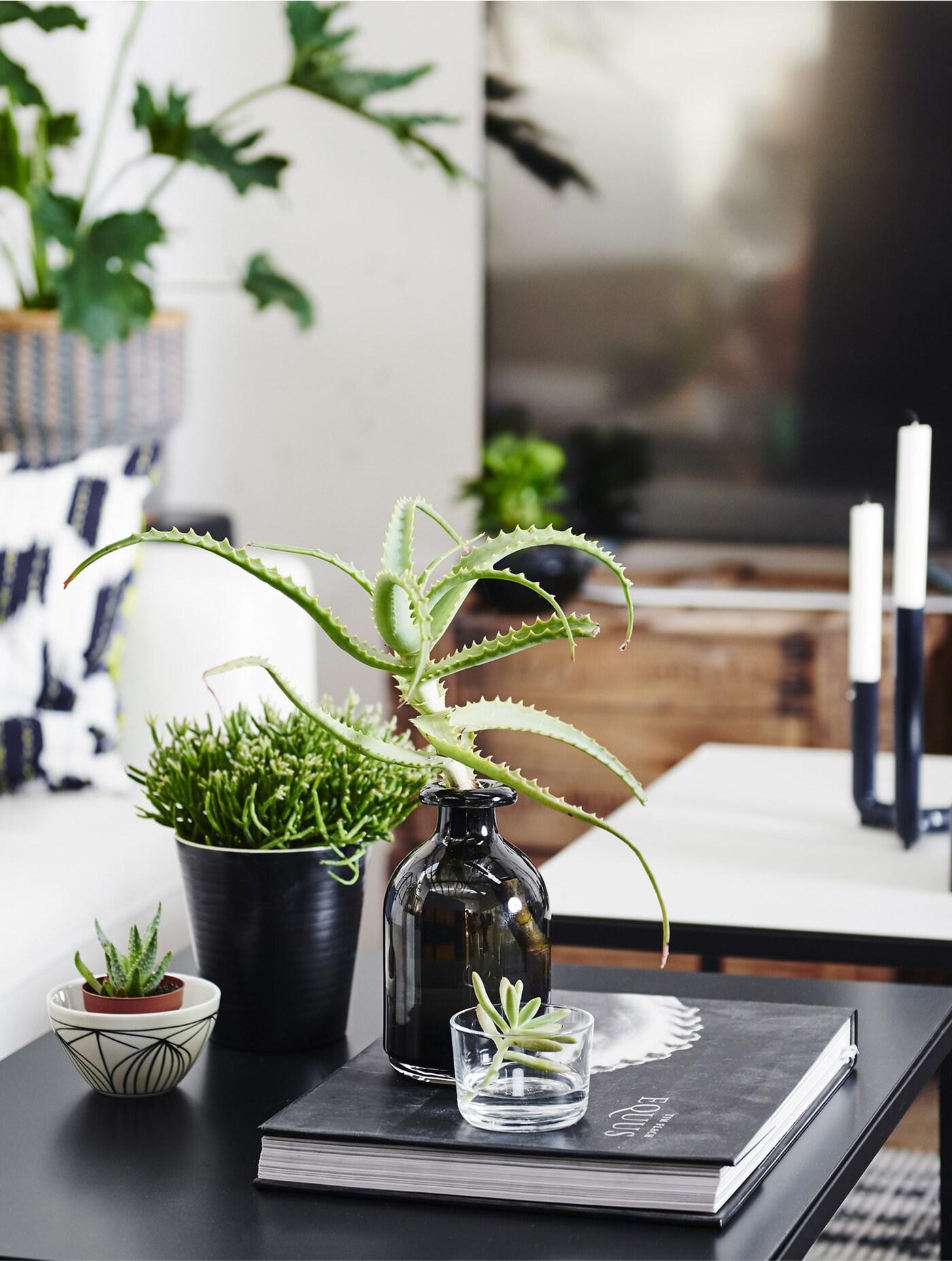 indoor potted plant arrangements