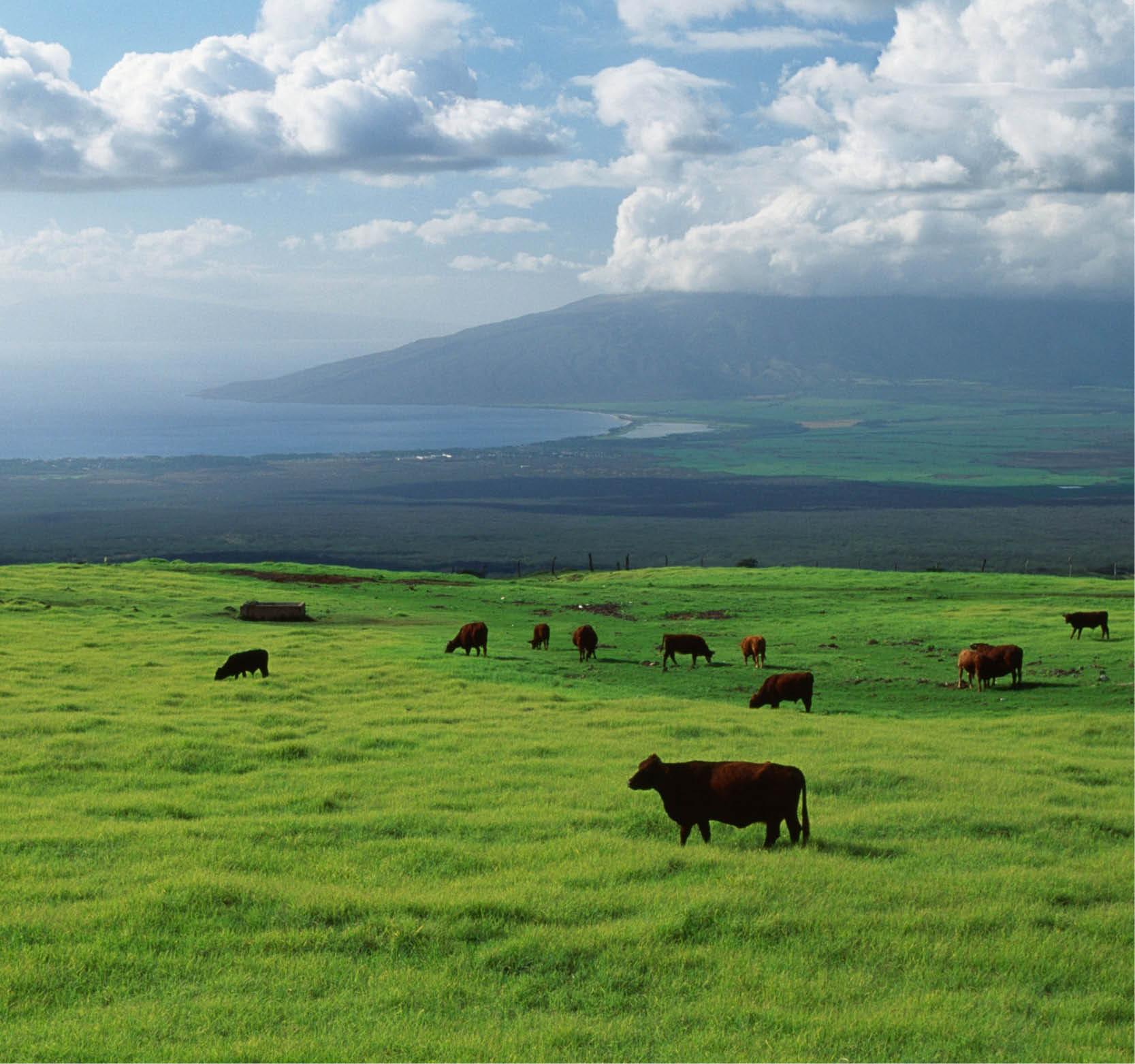 The Many Reasons Why Maui Rocks 