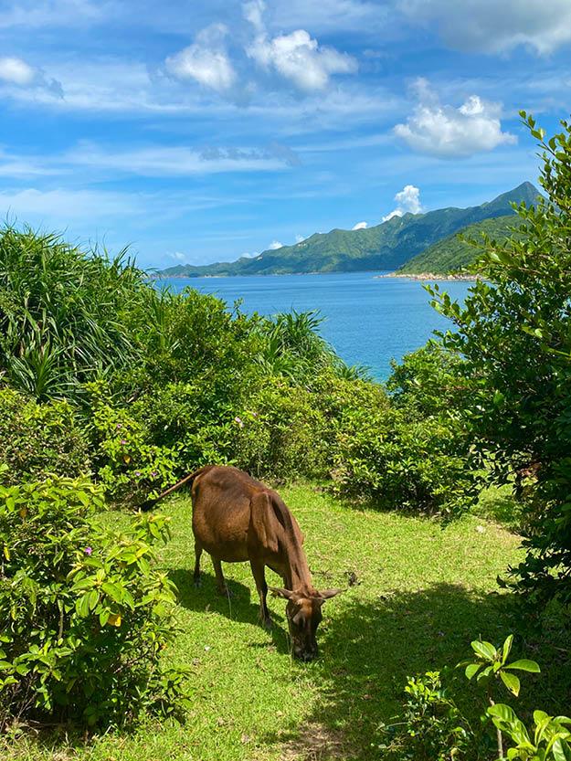 Feast For The Senses: Island Hopping in Hong Kong 