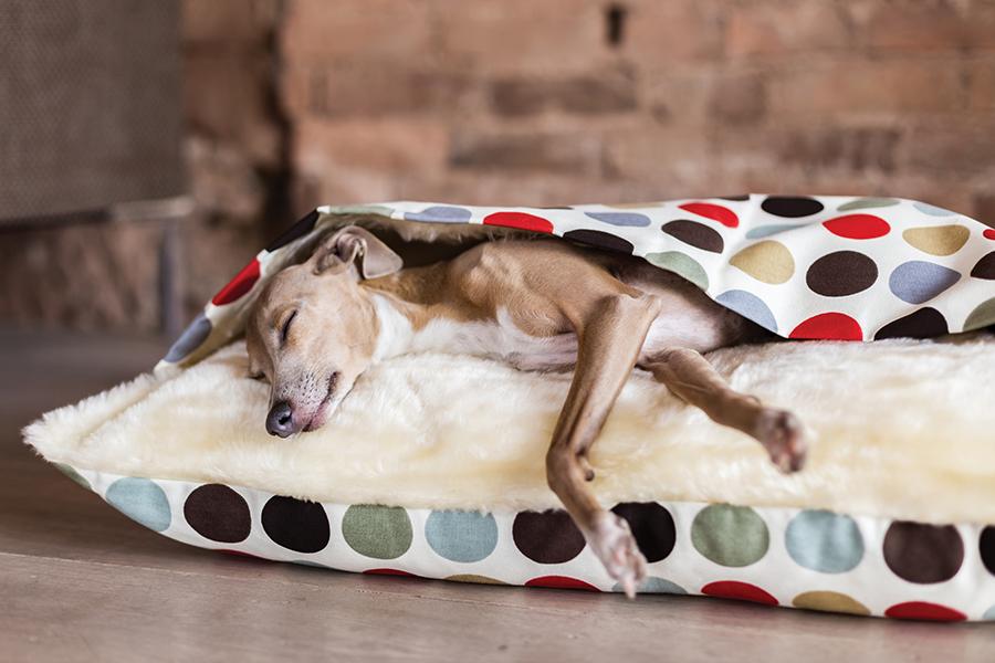 6 Stylish Furniture Pieces For the Pooch That’s Part of the Family