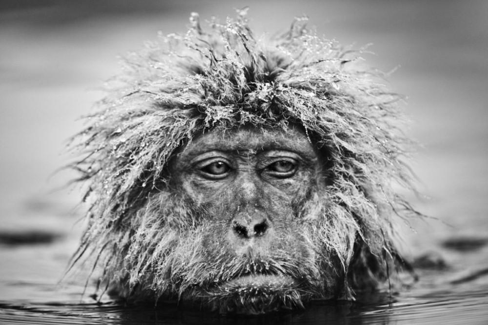 David Yarrow: Encounter