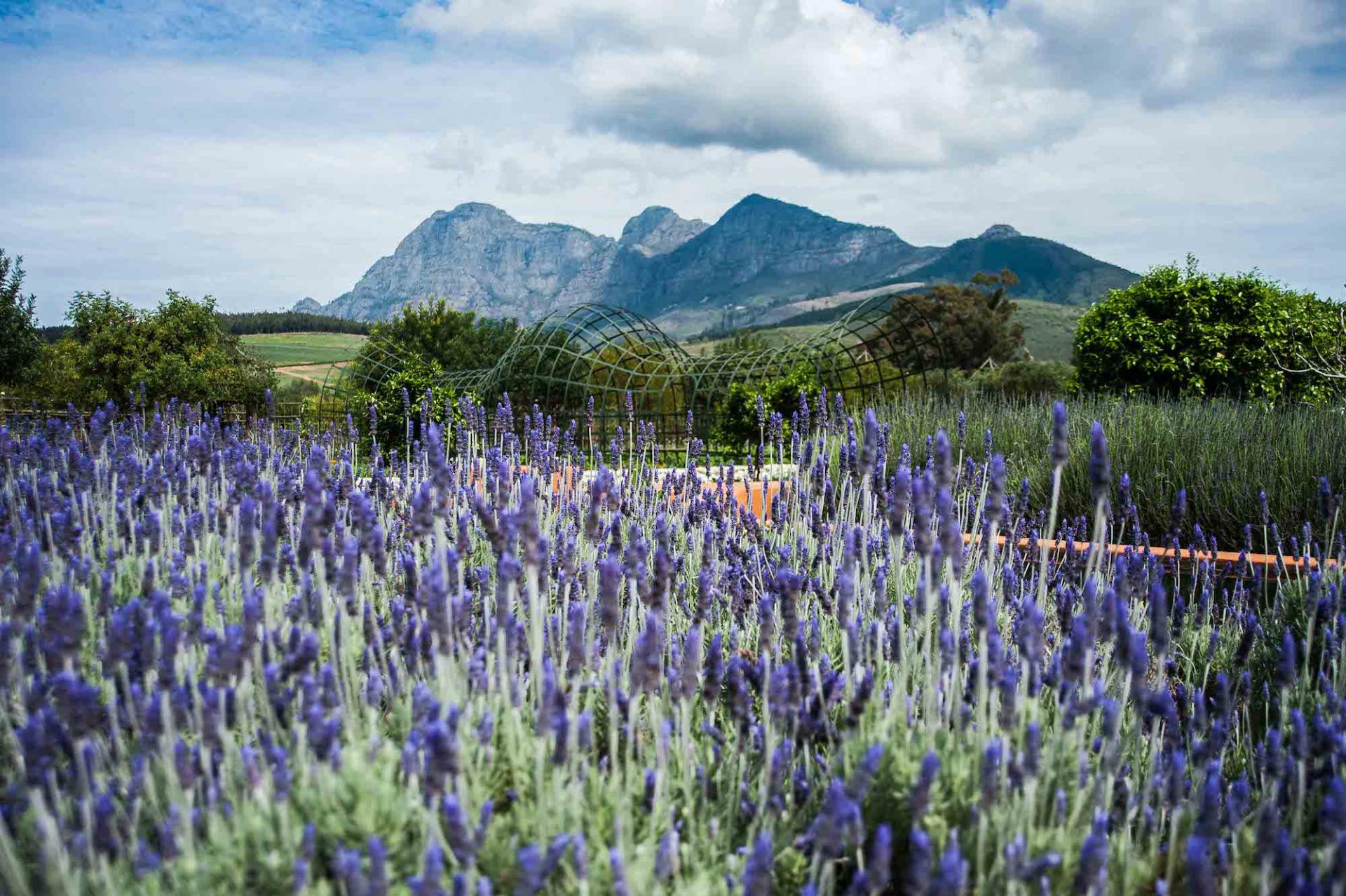 The Babylonstoren Garden in South Africa Is A True Delight For The Senses