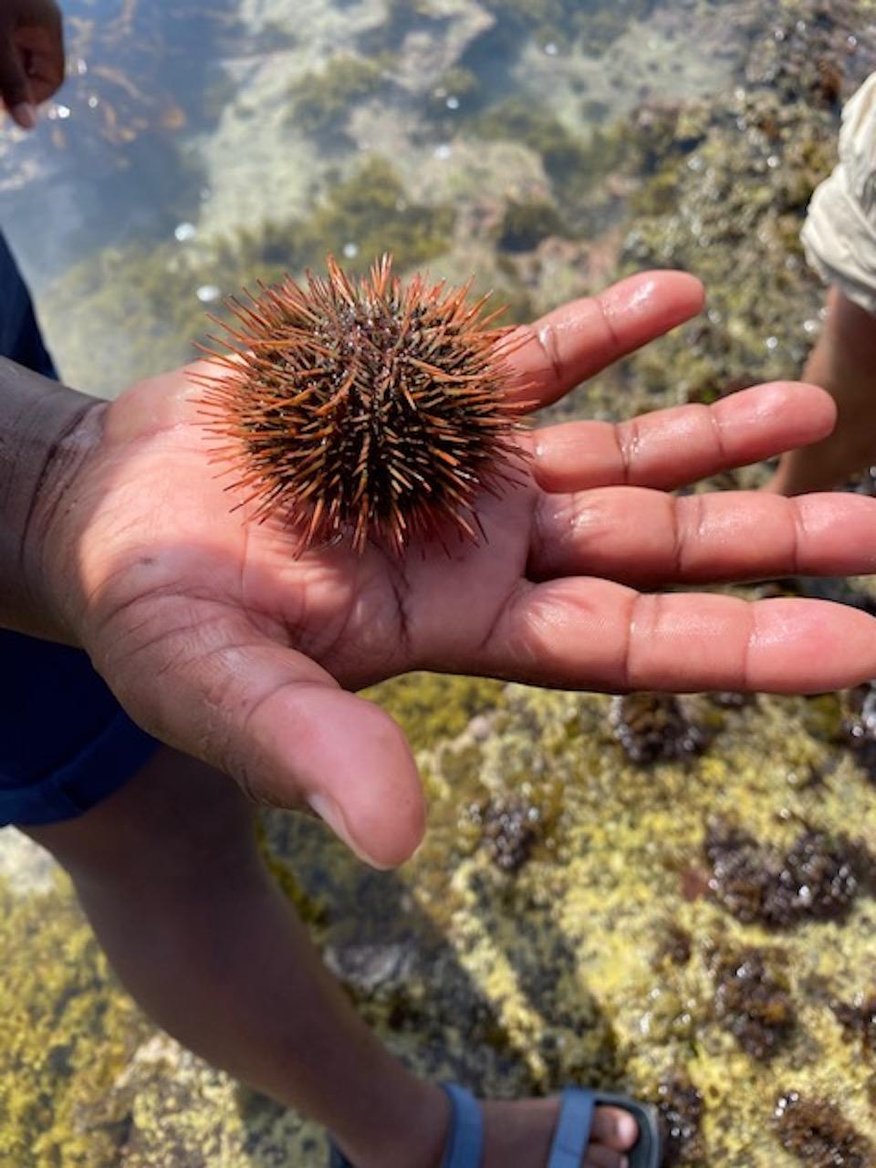 Return to the Wild: Wild Foraging at Western Cape