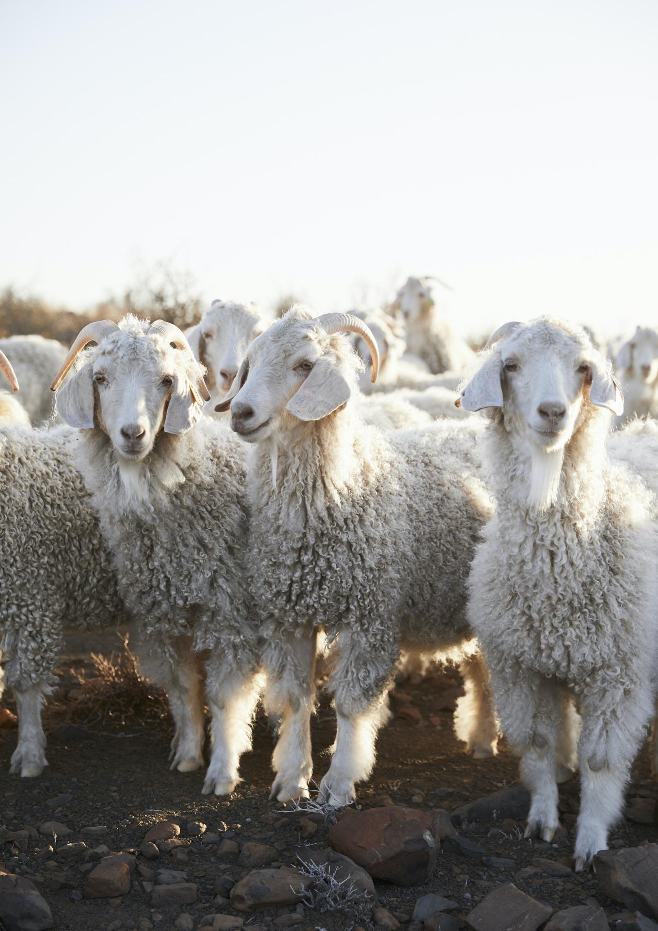 Special Thread: Mohair Rugs That Reflect The Uniqueness Of The Karoo Region