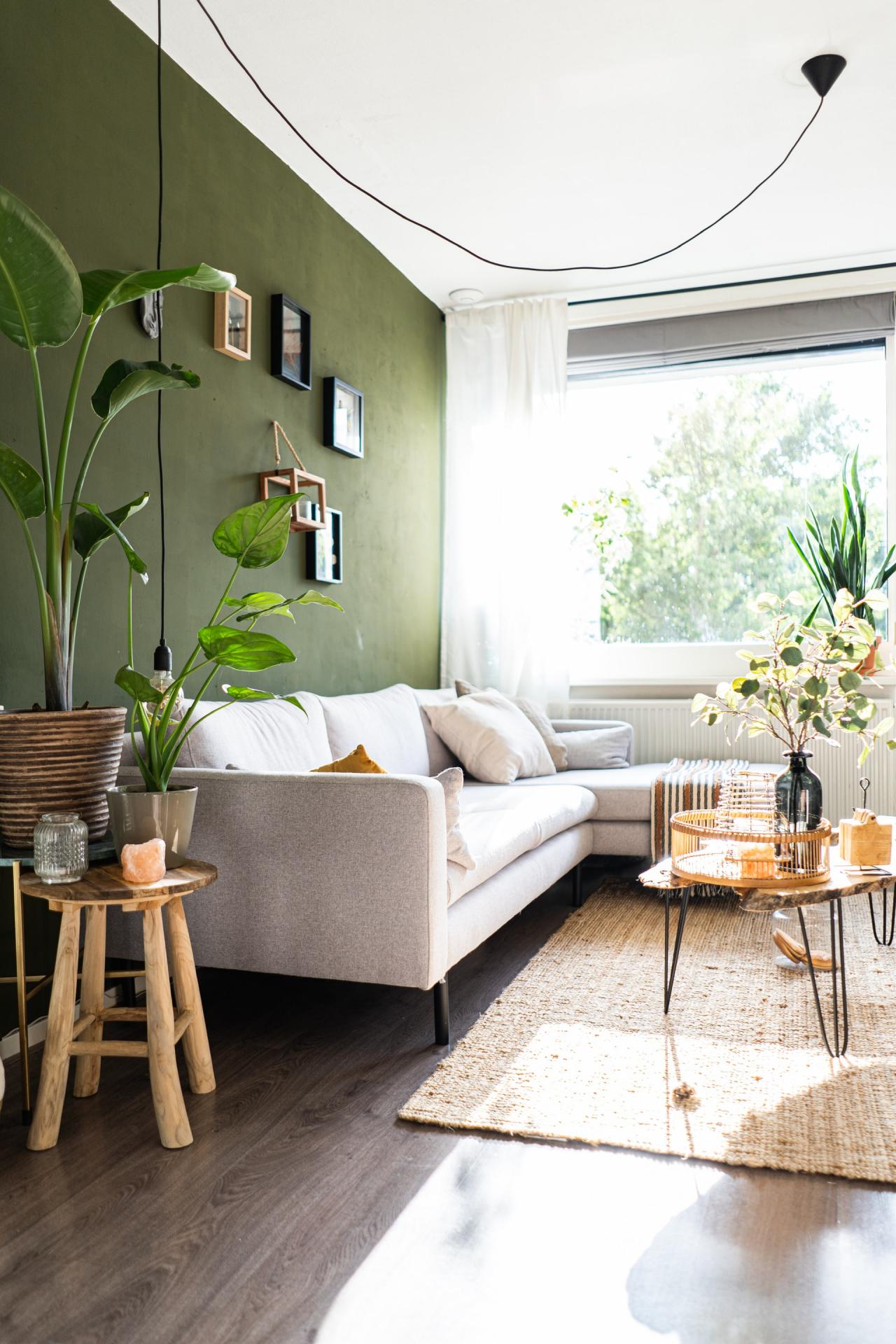 7 Best Indoor Plants to Decorate Your Home