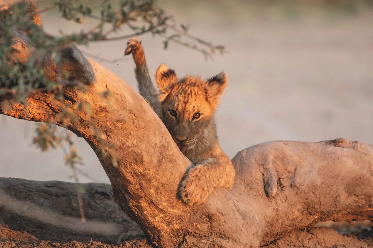 A Taste of Wilderness: Top Things to Do in Tswalu Kalahari