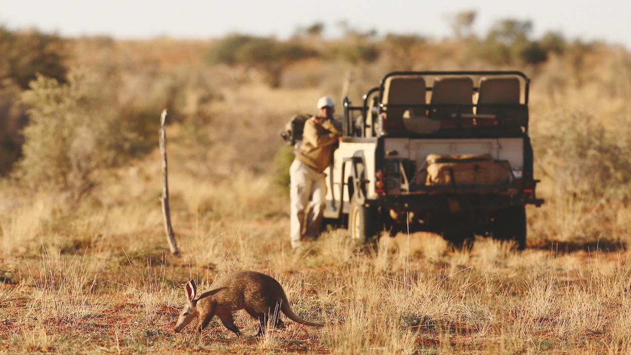 A Taste of Wilderness: Top Things to Do in Tswalu Kalahari