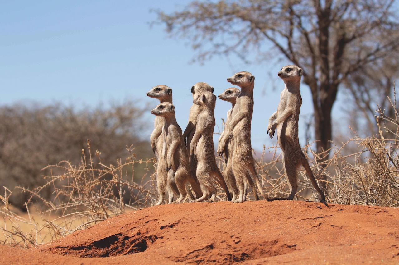 A Taste of Wilderness: Top Things to Do in Tswalu Kalahari