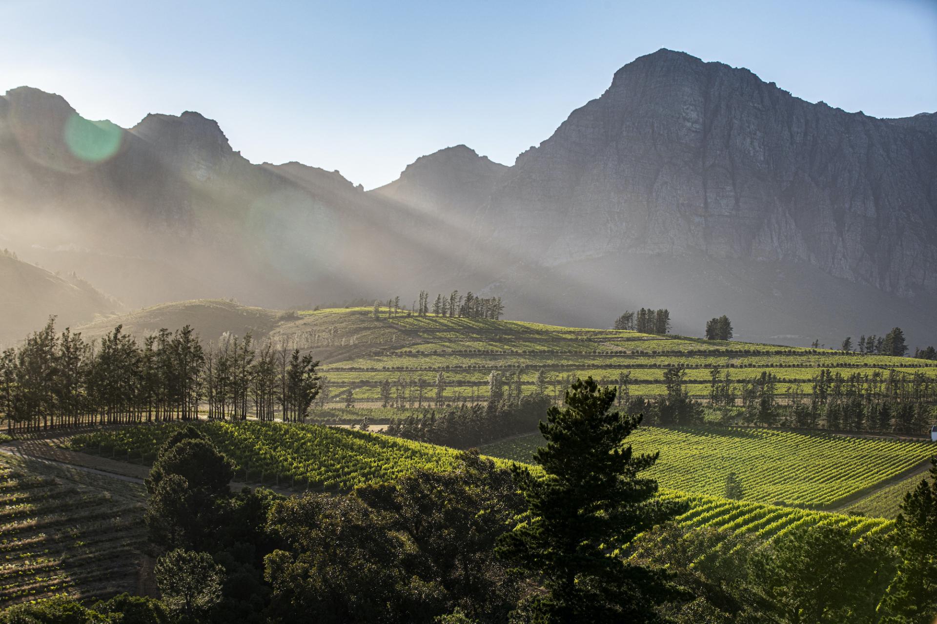 Vine To Glass: Explore the Idyllic Manor House and Wine Farm in Cape Winelands