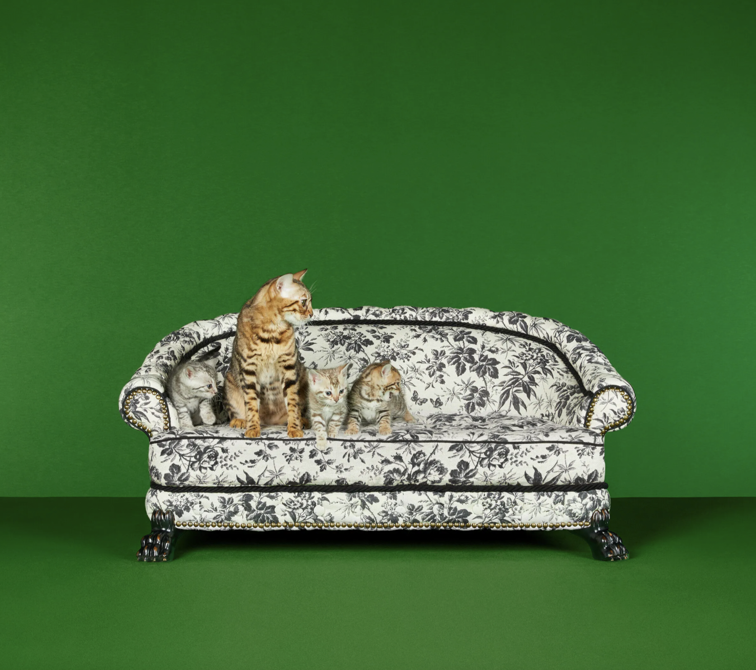 Stylish pet homeware that'll actually look good in your home