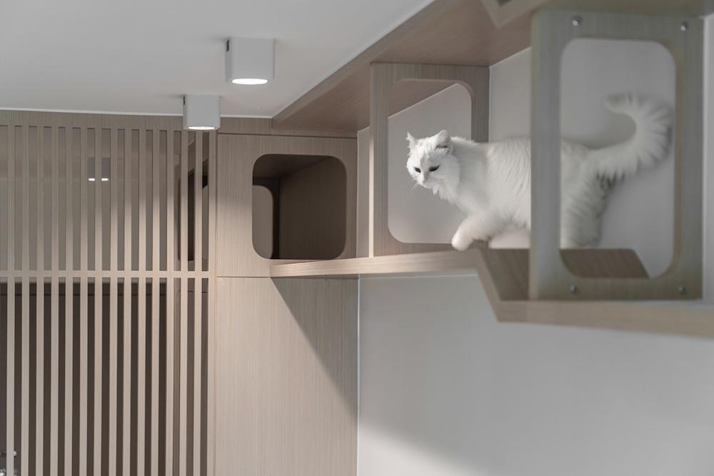Feline Bliss in a Cosy 930 Sq. Ft. Cat-Filled Flat in Kowloon, Hong Kong