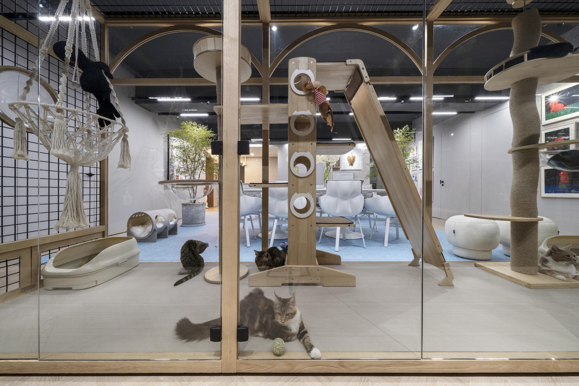 Hong Kong interior designer Danny Cheng designed a post-retirement office for a client with ten cats.