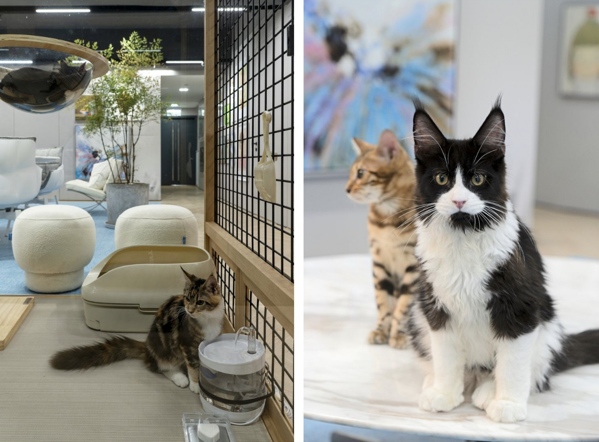 Hong Kong interior designer Danny Cheng designed a post-retirement office for a client with ten cats.