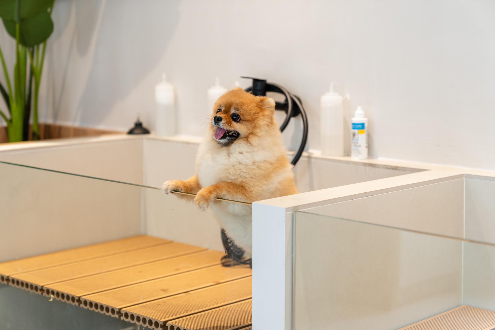 Cosy 900 sq. ft. Dog Cafe and Salon BOGU! Opens in Tai Hang