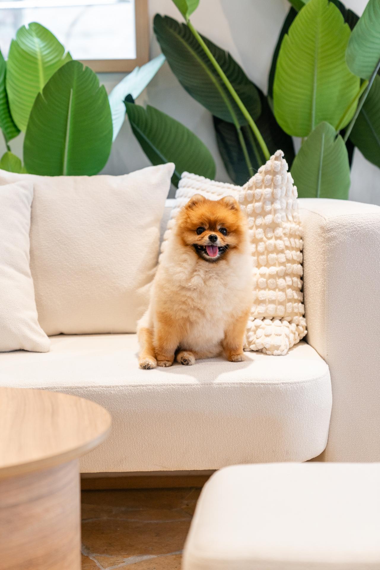 Cosy 900 sq. ft. Dog Cafe and Grooming Place BOGU! Opens in Tai Hang